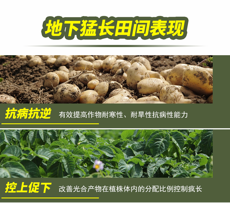 根莖膨大素詳情_04.jpg