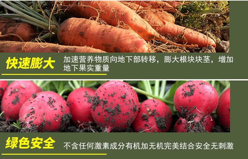 根莖膨大素詳情_05.jpg