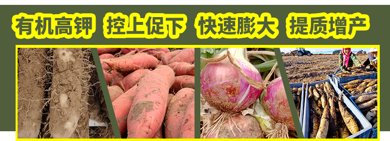 根莖膨大素詳情_03.jpg