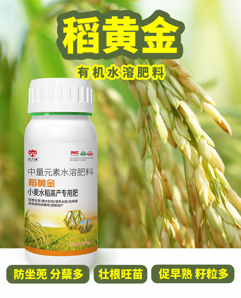 水稻詳情_02.jpg