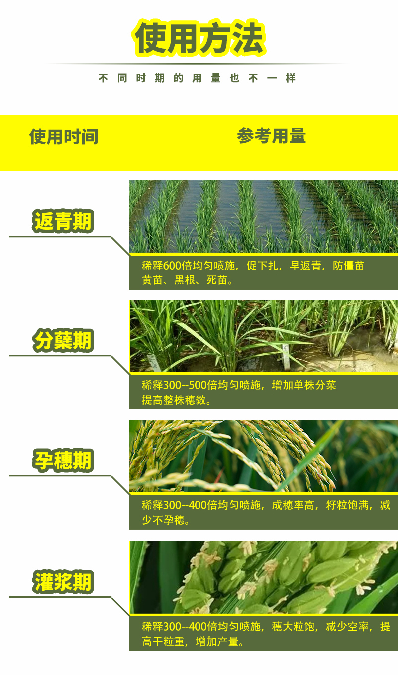 水稻詳情_05.jpg