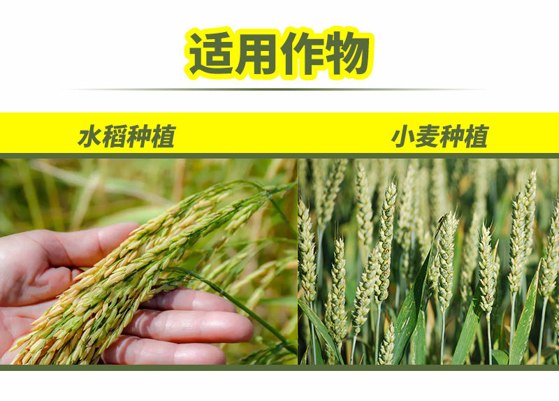 水稻詳情_04.jpg