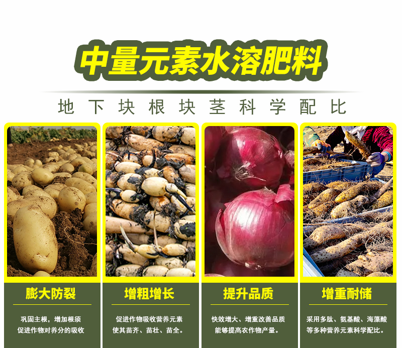 根莖膨大素詳情_06.jpg