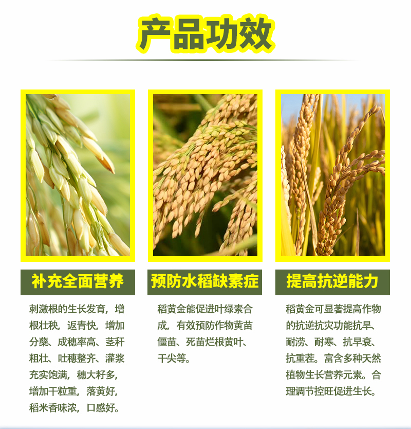 水稻詳情_(kāi)07.jpg