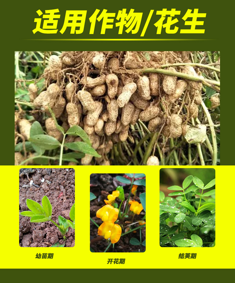 花生詳情_(kāi)03.jpg