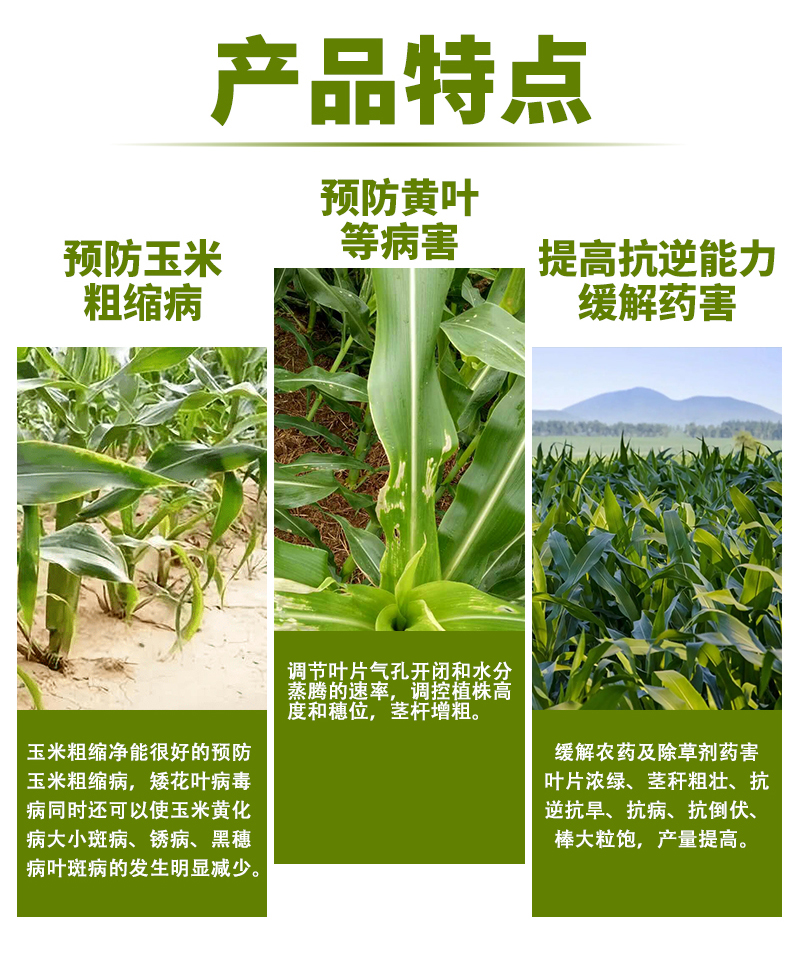 玉米大金棒詳情_07.jpg