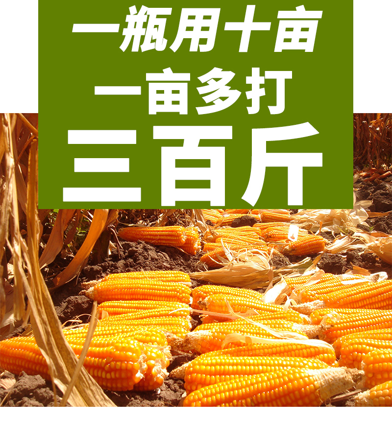 玉米大金棒詳情_04.jpg
